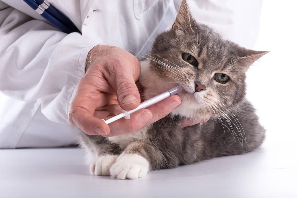 From Scratch to Serenity: CBD Oil’s Role in Alleviating Cat Skin Issues