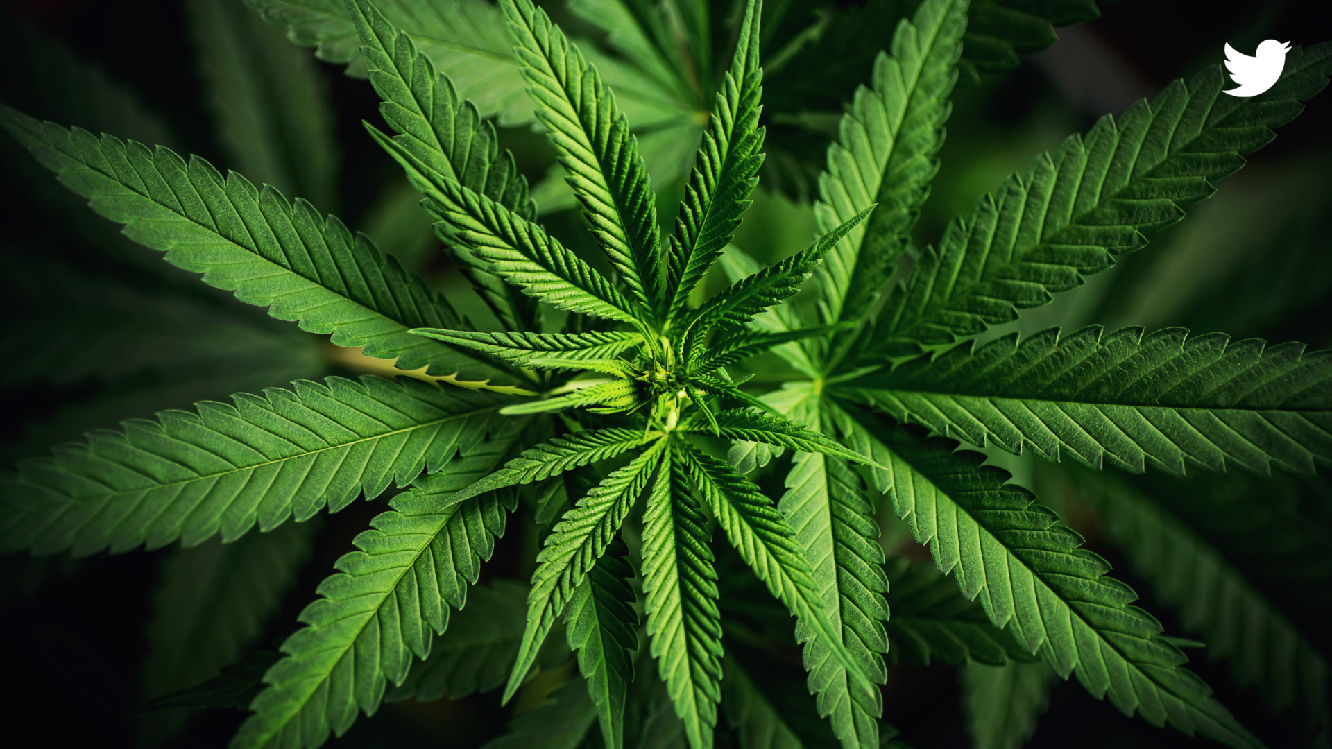 Explorer le potentiel médical du cannabis : une étude complète