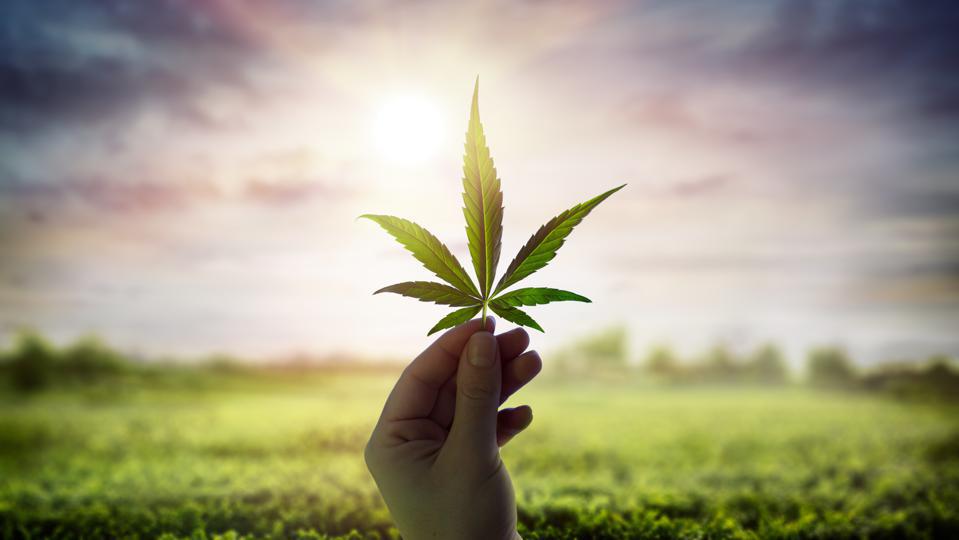 CBD: Unraveling the Science Behind its Health and Wellness Benefits