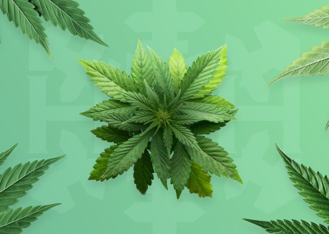 Navigating the Digital High: Cannabis Web Design Trends and Tips