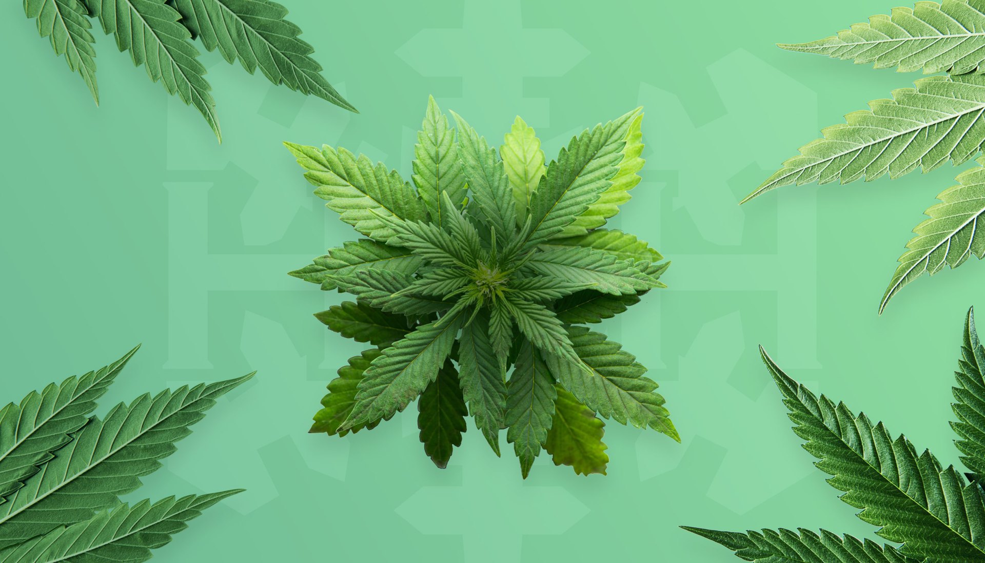 Navigating the Digital High: Cannabis Web Design Trends and Tips